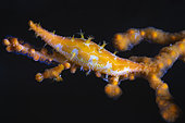 Orange porcelain, magnificent porcelain wearing its best coat on a gorgonian of the same colour, at a depth of 45 metres in the S-shaped channel. Mayotte