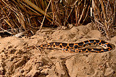 Sahara sand boa, Müller's sand boa or West african sand boa (Gongylophis muelleri) on sand, Togo, West Africa