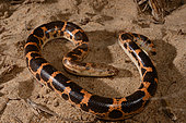 Sahara sand boa, Müller's sand boa or West african sand boa (Gongylophis muelleri) on sand, Togo, West Africa