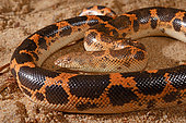 Sahara sand boa, Müller's sand boa or West african sand boa (Gongylophis muelleri) on sand, Togo, West Africa