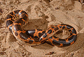 Sahara sand boa, Müller's sand boa or West african sand boa (Gongylophis muelleri) on sand, Togo, West Africa