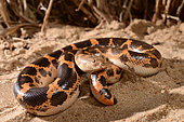 Sahara sand boa, Müller's sand boa or West african sand boa (Gongylophis muelleri) on sand, Togo, West Africa