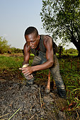 Man catching a West African lungfish (Protopterus annectens annectens) in mug, Togo, West Africa