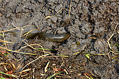 West African lungfish (Protopterus annectens annectens) in mug, Togo, West Africa