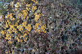 Rock destroyed from the people who collect the date shells or date mussels, (Lithophaga lithophaga), some Yellow Cluster Anemone, (Parazoanthus axinellae) are coming back. Vervece rock, Marine Protected area Punta Campanella, Massa Lubrense, Penisola Sorrentina, Costa Amalfitana, Italy, Tyrrhenian Sea, Mediterranean