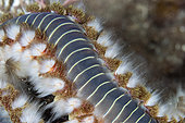 Detail of bearded fireworm, (Hermodice carunculata), Marine Protected area Punta Campanella, Massa Lubrense, Penisola Sorrentina, Costa Amalfitana, Italy, Tyrrhenian Sea, Mediterranean