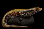 Fire skink (Mochlus fernandi fernandi), on black background
