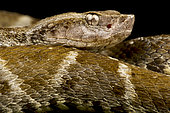 Lancehead (Bothrops atrox), on black background