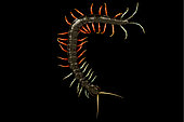 Malaysian jewel centipede (Scolopendra sp), on black background