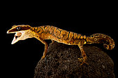 Cat gecko (Aeluroscalabotes felinus), on black background
