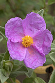 Grey-leaved cistus (Cistus albidus), flower