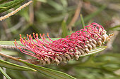 Grevillea 'Coastal Glow'
