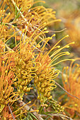 Amber grevillea (Grevillea tenuiloba), flowers