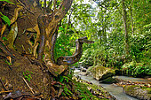 Reticulated python (Malayopython reticulatus) in forest, Sulawesi, Indonesia, S.E. Asia