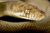 Scrub python (Morelia amethistina), on black background