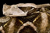 West African Gaboon viper (Bitis rhinoceros), on black background