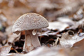 Blusher (Amanita rubescens). Edible. Landes forest, France