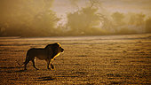 Majestic African lion (Panthera leo) male walking and roaring at dawn in Kgalagadi transfrontier park, South Africa