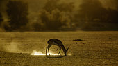 Springbok (Antidorcas marsupialis) grazing at dawn in Kgalagari transfrontier park, South Africa