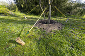 Staking Amur maackia (Maackia amurensis)