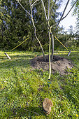 Staking Amur maackia (Maackia amurensis)