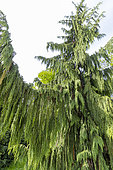 Yellow Cypress (Chamaecyparis nootkatensis) 'Pendula'