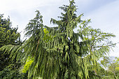 Yellow Cypress (Chamaecyparis nootkatensis) 'Pendula'