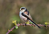 Long-tailed tit (Aegithalos caudatus) perched on a bramble branch, England