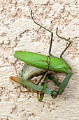 Praying Mantis (Mantis religiosa )female devouring male during mating, France