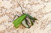 Praying Mantis (Mantis religiosa )female devouring male during mating, France