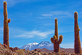 " Cardon grande" (Echinopsis atacamensis), Atacama. Alt. 3800 m., Chili.