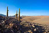 " Cardon grande" (Echinopsis atacamensis), Atacama. Alt. 3800 m., Chili.