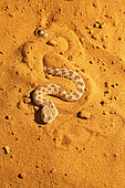 Sahara sand viper (Cerastes vipera) sinking into the sand, From Mauritania to Egypt. Captivity