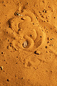 Sahara sand viper (Cerastes vipera) sinking into the sand, From Mauritania to Egypt. Captivity