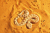 Sahara sand viper (Cerastes vipera) sinking into the sand, From Mauritania to Egypt. Captivity