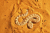 Sahara sand viper (Cerastes vipera) sinking into the sand, From Mauritania to Egypt. Captivity