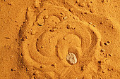 Sahara sand viper (Cerastes vipera) sinking into the sand, From Mauritania to Egypt. Captivity