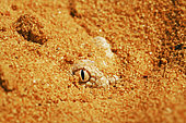Sahara sand viper (Cerastes vipera) in the sand, From Mauritania to Egypt. Captivity
