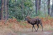 Red deer (Cervus elaphus) crossing a forest path, Landes, France.