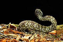 Mangshan pit viper (Protobothrops mangshanensis), South Hunan, China