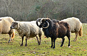 Jacob sheep (Ovis aries) with 4 horns , Poitou, France