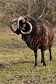 Jacob sheep (Ovis aries) with 4 horns , Poitou, France