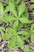 Seedlings of Horse chestnut (Aesculus hippocastanum) under a mature tree, Gers, France. A Horse chestnut leaf-miner (Cameraria ohridella) adult is resting on a leaf (at the top right).