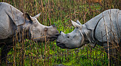 Two Wild Great one-horned rhinoceroses (Rhinoceros unicornis) are looking at each other face to face. India. Kaziranga National Park.