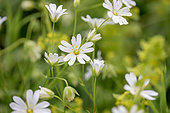 Greater stitchwort (Stellaria holostea), Gers, France