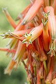Inflorescence d'Aloès (Aloe sp.) en gros plan, Gard, France