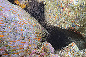 Concentration of mysedaceans (Mysidacea) near a diademed urchin, where they probably take refuge among its quills before a predator attacks. These small planktonic crustaceans are part of the diet of most fish.