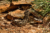Lataste's viper (Vipera latastei gaditana) from Coto Donana (Spain) Captivity