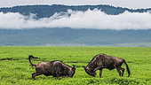 Two male wildebeest (Connochaetes taurinus) are fighting with each other in the Ngorongoro crater. Ngorongoro National Park. Tanzania.