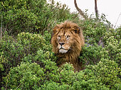 Portrait of Big male lion (Panthera leo) in the grass. Serengeti National Park. Tanzania.